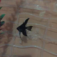 آنجل|ماهی|گرگان, |دیوار