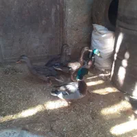 اردک کوهی کله سبز|حیوانات مزرعه|کوهدشت, |دیوار