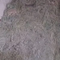 یونجه|گل و گیاه طبیعی|قوچان, |دیوار