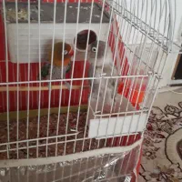 یک جفت کوتوله|پرنده|سبزوار, علمدار|دیوار