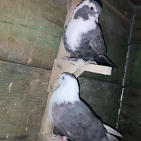 کبوتر رنگی کفتر مخمل ذات دار