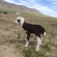بره شیری
