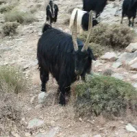 دو راس نر بز چاق