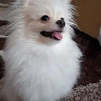 سگ پامرانین به خانواده تحویل داده میشود