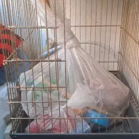 قفس کاسکویی