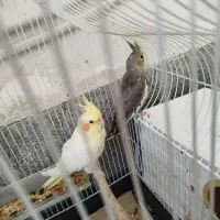 عروس هلندی نر و ماده جفت دوساله|پرنده|ارومیه, |دیوار