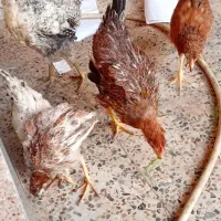 نیمچه. عربی|حیوانات مزرعه|اهواز, علی آباد|دیوار