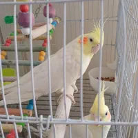 عروس هلندی با کلیه وسایل