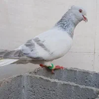 نرشامی دمسفید