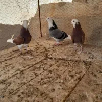 ۳ عدد کبوتر قاره سالم وپرشی