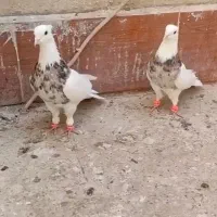 یک جفت طوقی هفت رنگ