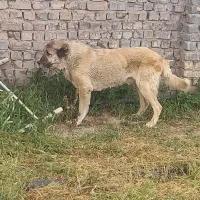 سگ ماده