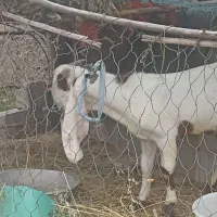 کهره چکل پاکستانی و بز وکهره چرایی وگیسه