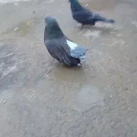 کفتر یا کبوتر  سرول