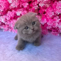 پت آپارتمانی رنگ خاص لیلاک اسکاتیش|گربه|بابل, |دیوار