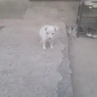 سگ پا کوتاه