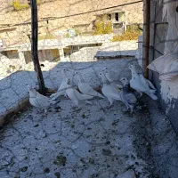 کبوتر پلاکی ذات دار|پرنده|سیسخت, |دیوار