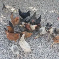 مرغ و خروس|حیوانات مزرعه|رومشکان, |دیوار