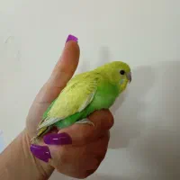 فروش جوجه سرلاکی و دستی