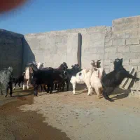 بزغاله نر|حیوانات مزرعه|کرمانشاه, |دیوار