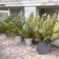 ۵ عدد گلدان کاکتوس بزرگ