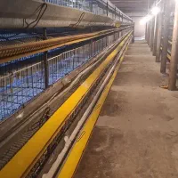 قفس مرغ تخمگذار