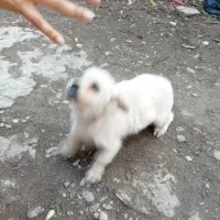 توله پاکوتاه|سگ|گنبد کاووس, |دیوار