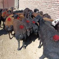 سی راس گوسفند قزل افشار درجه یک همه جوان آبستن|حیوانات مزرعه|میاندوآب, |دیوار