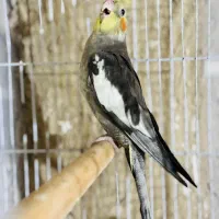 عروس هلندی|پرنده|بندرعباس, |دیوار