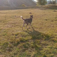 8میلیون|سگ|بستان آباد, |دیوار