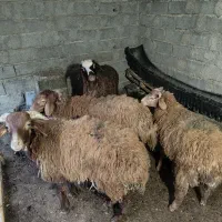 بره پرواری تاپ