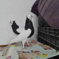 کفتر طوقی سیاه