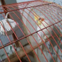 عروس هلندی رام و اواز خان|پرنده|میناب, |دیوار