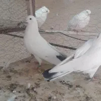 کبوتر سفید کاشونی