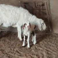 فروش میش|حیوانات مزرعه|طبس, |دیوار