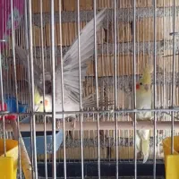 جفت عروس هلندی|پرنده|مرودشت, کناره|دیوار