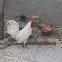 خوروس