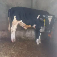 گوساله نر هلشتین ۴۷۵  کیلو