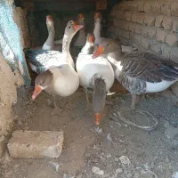 9تا غاز جوان و سالم