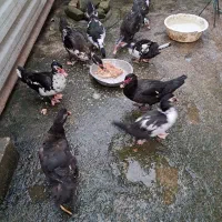 اردک اسرائیلی سالم ۷ماهه|حیوانات مزرعه|سنگر, |دیوار