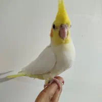 طوطی لتیونو سرلاکی|پرنده|آمل, |دیوار