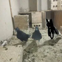 یه ساده مگسی نر. 2جوجه دم سفید،تر،کاکلی بی کاکل