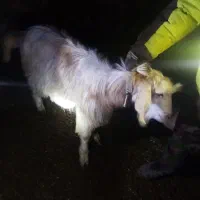 بز سانن|حیوانات مزرعه|سرولایت, |دیوار