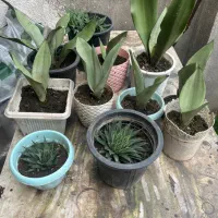 گل با نازلترین قیمت