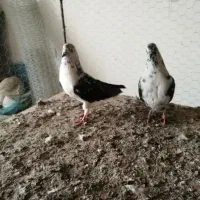 سوسگی دم سفید و سرول|پرنده|میانه, |دیوار