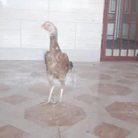 مرغ خروس لاری سالم سرحال|حیوانات مزرعه|گمیشان, |دیوار