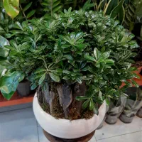 بنسای/پیتستروم گل آپارتمانی گیاه آپارتمانی|گل و گیاه طبیعی|فردیس, فردیس|دیوار