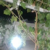 انگورعسکری