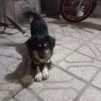 یک جفت سگ شیتزو جوان