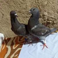 جوجه اردن
